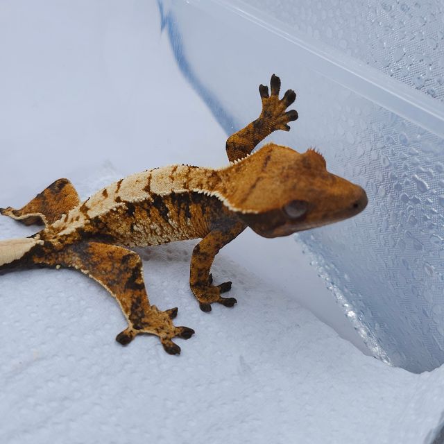 텐저린 트라이 익스트림할리퀸