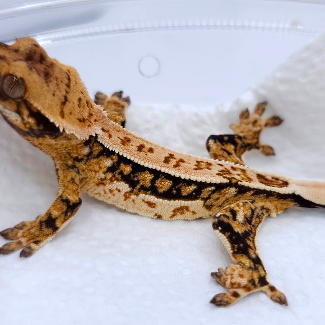 Normal Quad Pinstripe