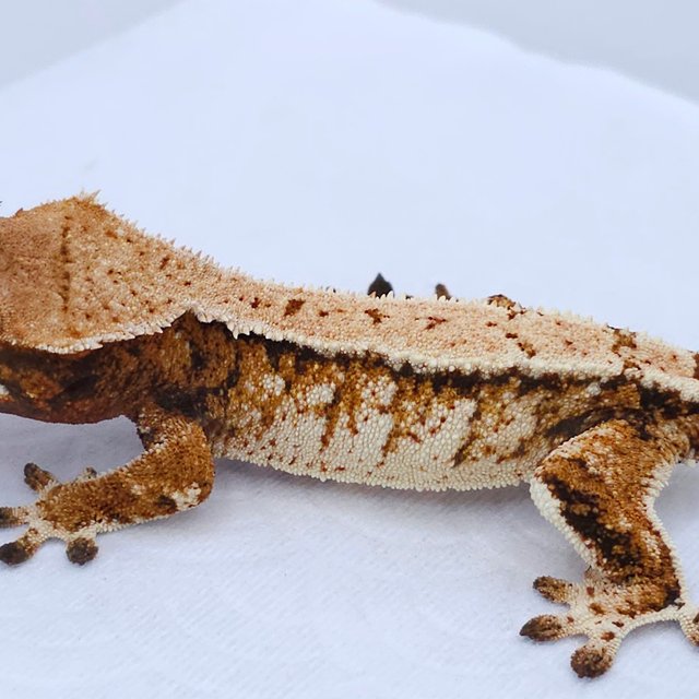 Tangerine Tri Extreme Harlequin White Spot