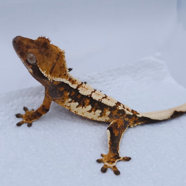 Tangerine Tri Extreme Harlequin