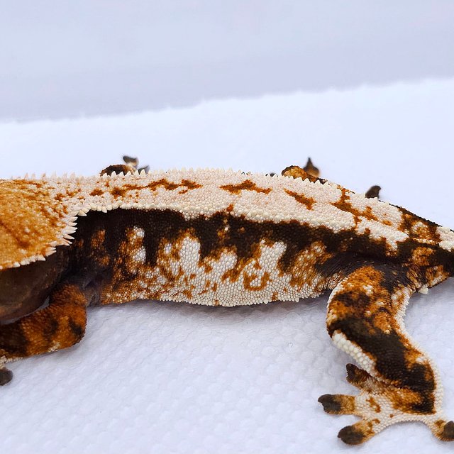 텐저린 트라이 익스트림할리퀸 드리피