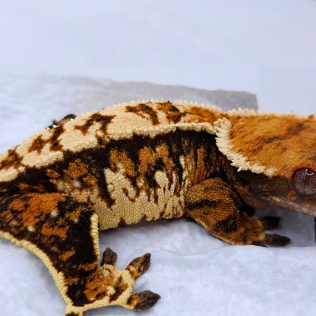 Tangerine Tri Extreme Harlequin Pinstripe