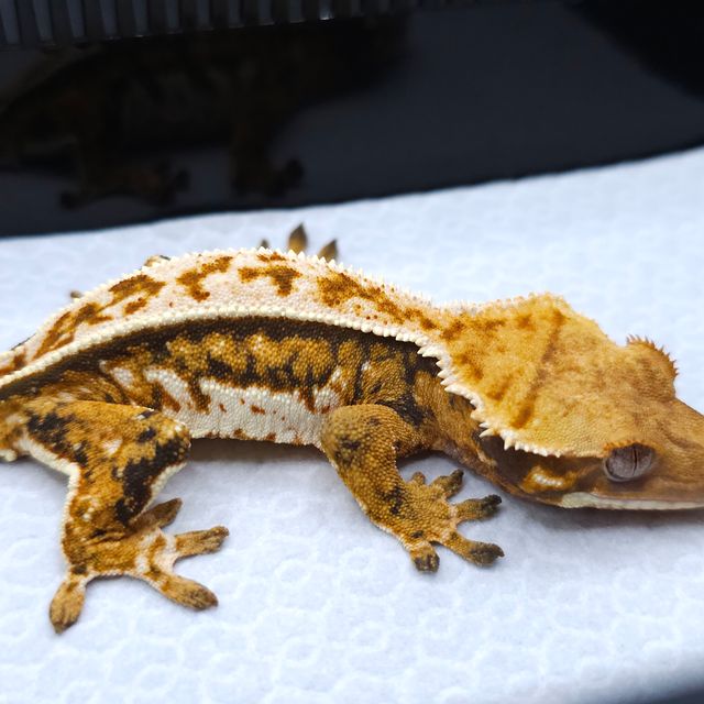 Tangerine Pinstripe Tri