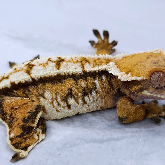 Tangerine Extreme Harlequin Drippy