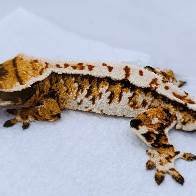 Tangerine Tri Extreme Harlequin