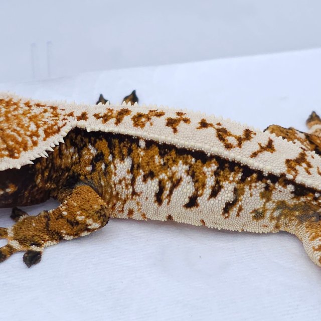 Tangerine Tri Extreme Harlequin White Spot
