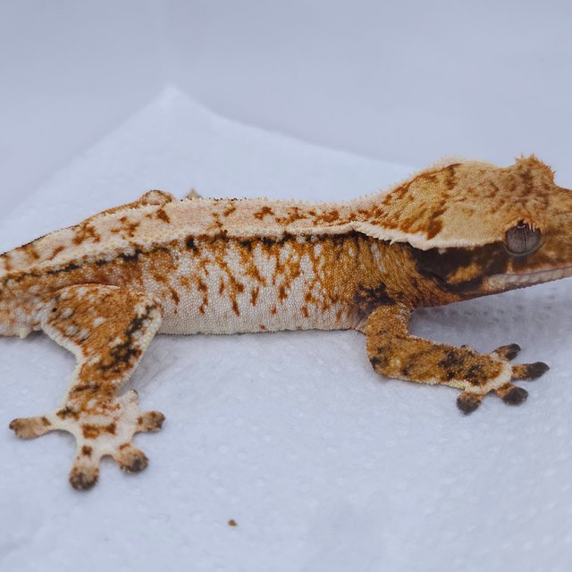 텐저린 트라이 익스트림할리퀸 화이트스팟