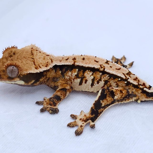 Tri Extreme Harlequin White Spot