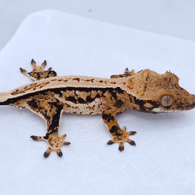 Pinstripe Tri Quad