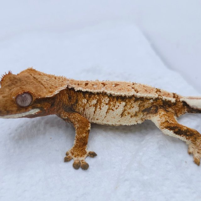 Tangerine Tri Extreme Harlequin White Spot
