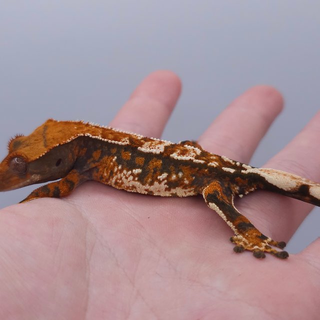 Tangerine Tri Extreme Harlequin