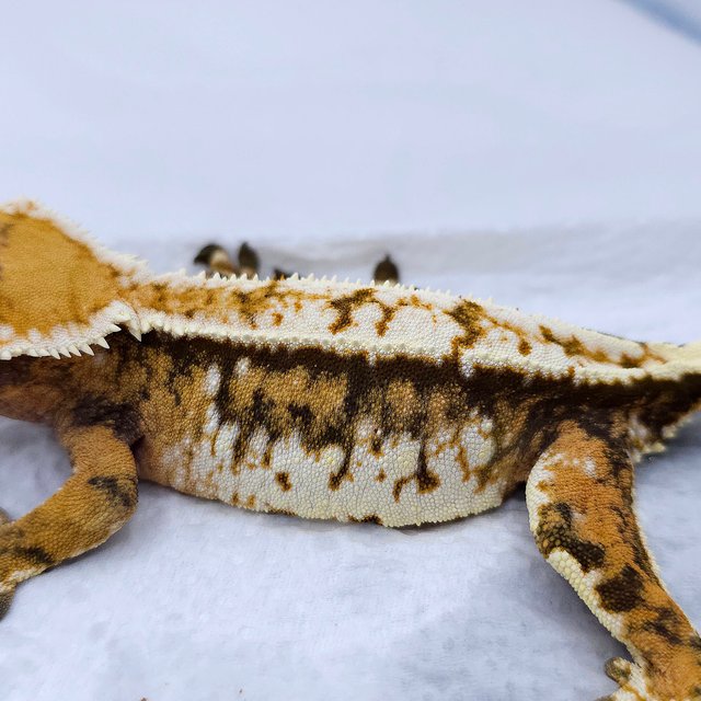 Tangerine Extreme Harlequin Drippy