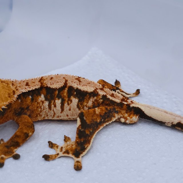 텐저린 트라이 익스트림할리퀸