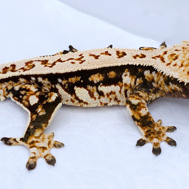 Quad Pinstripe Tri
