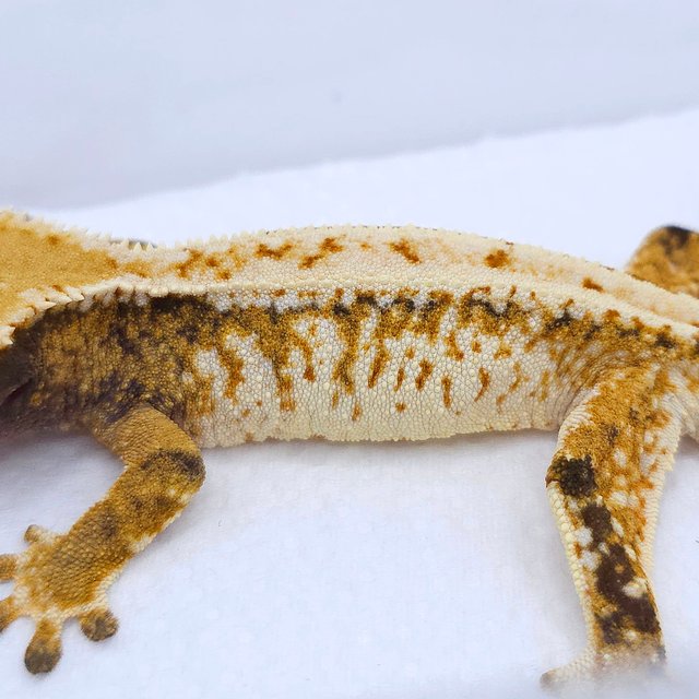 Tangerine Tri Extreme Harlequin White Spot