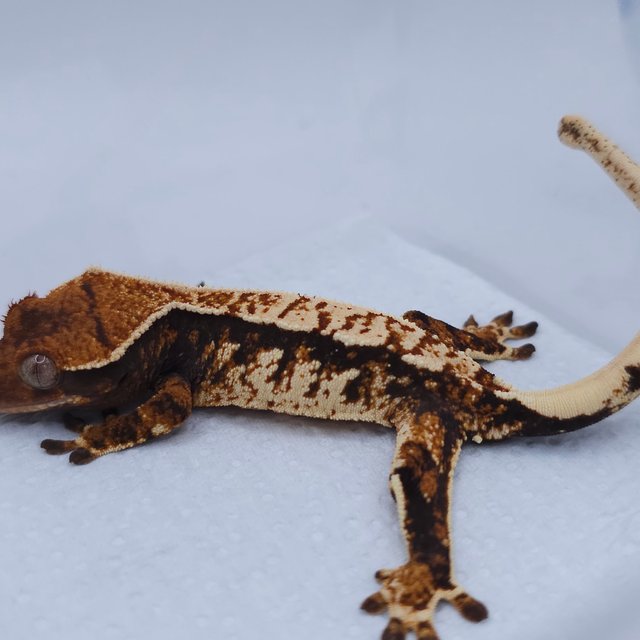 텐저린 트라이 익스트림할리퀸