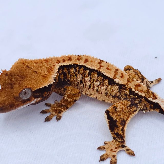 Tangerine Tri Extreme Harlequin White Spot
