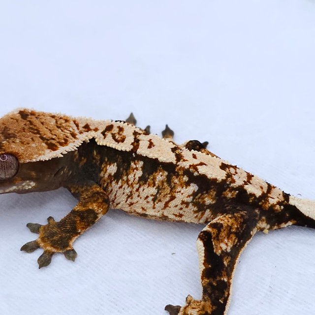 Tangerine Tri Extreme Harlequin White Spot