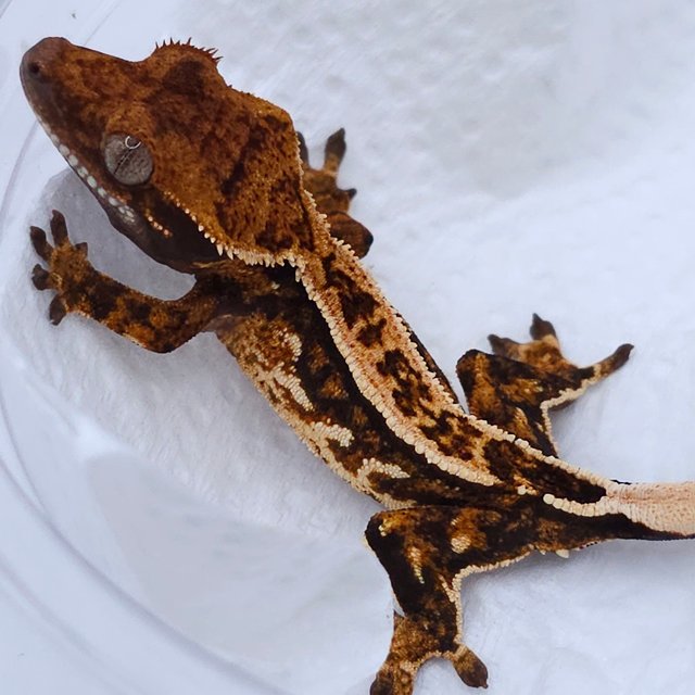 Tangerine Tri Quad