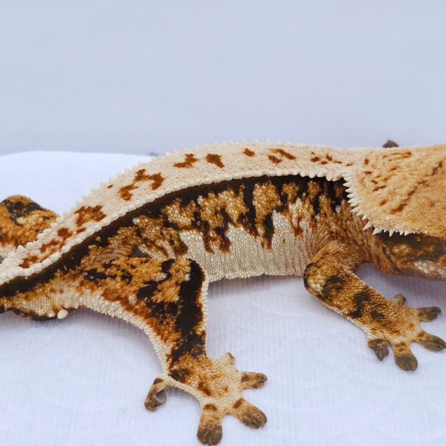 Tangerine Pinstripe Tri Quad