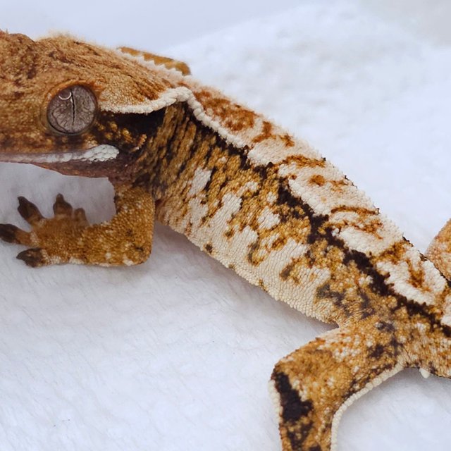 Tangerine Tri Extreme Harlequin White Spot