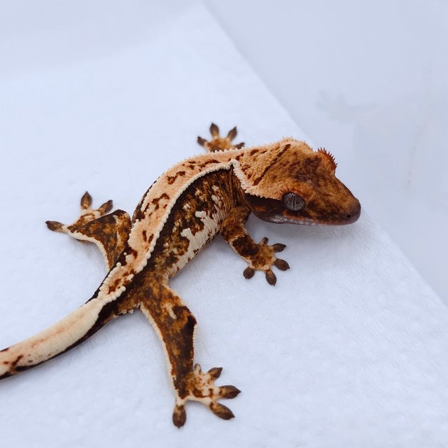 Tangerine Quad Tri White Spot