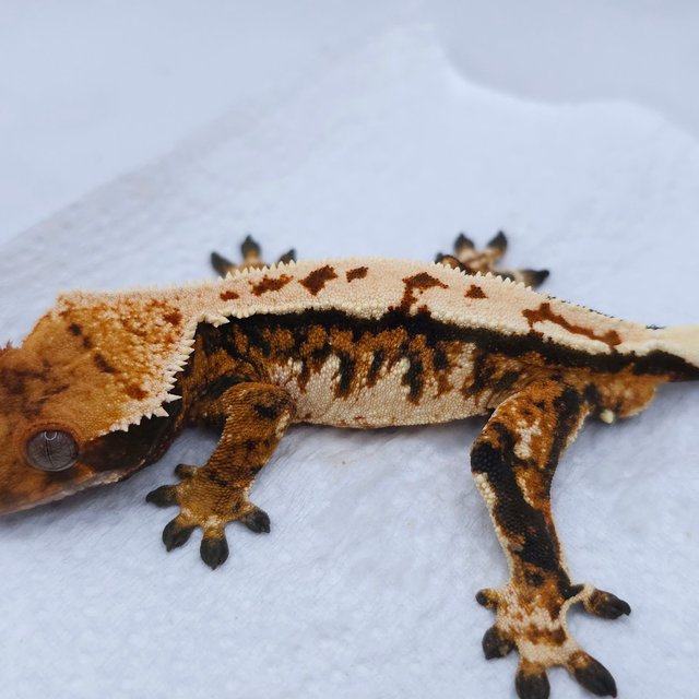 Tangerine Tri Extreme Harlequin Pinstripe
