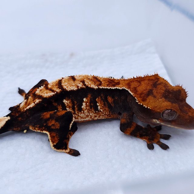 텐저린 트라이 익스트림할리퀸