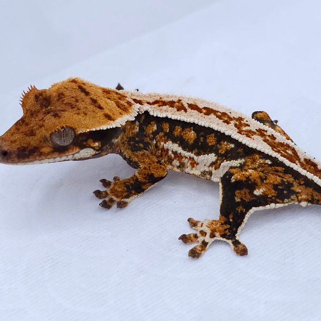 Pinstripe Tri Quad