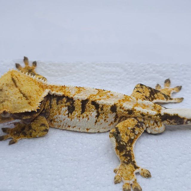 옐로우 트라이 익스트림할리퀸