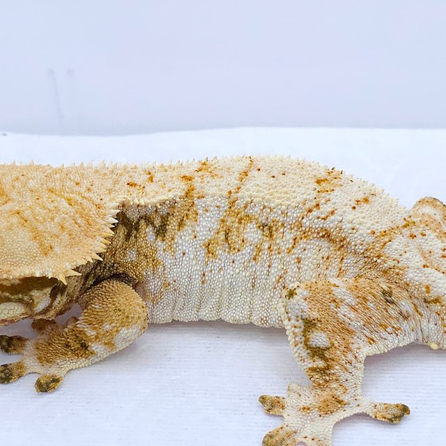 Yellow Tri Extreme Harlequin White Spot
