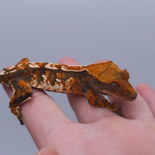 Tangerine Tri Extreme Harlequin