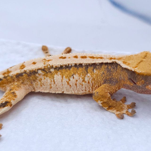 텐저린 트라이 익스트림할리퀸 화이트스팟 드리피