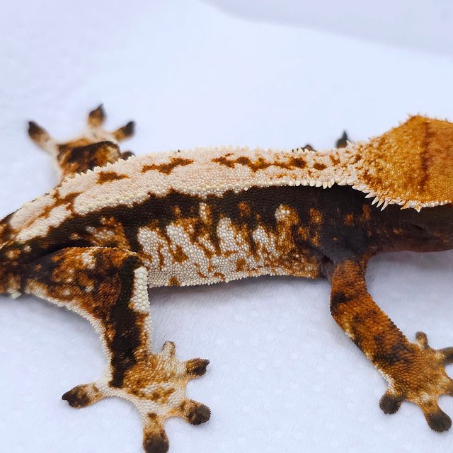 Tangerine Tri Pinstripe