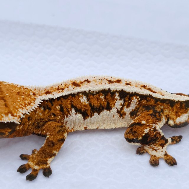 Tangerine Tri Extreme Harlequin Quad Pinstripe