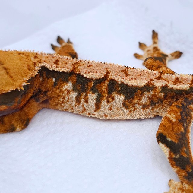 Tangerine Tri Extreme Harlequin