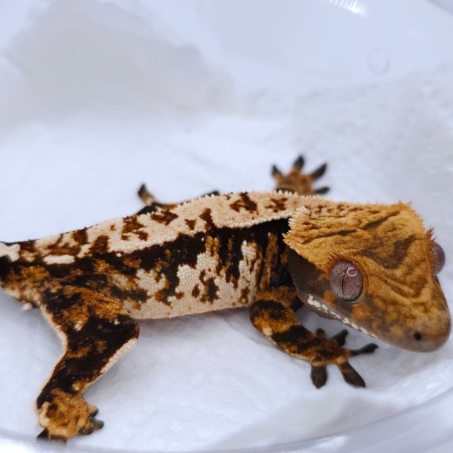 Tangerine Tri Extreme Harlequin