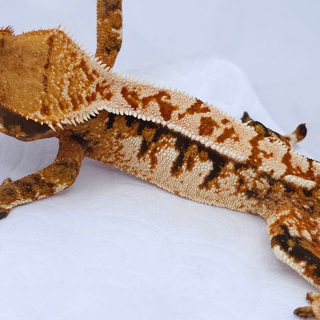 Tangerine Tri Extreme Harlequin Pinstripe