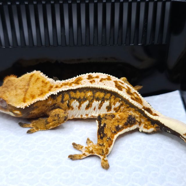 Tangerine Pinstripe Tri
