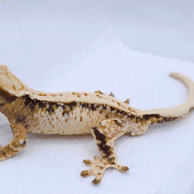 Tri Extreme Harlequin Drippy White Spot