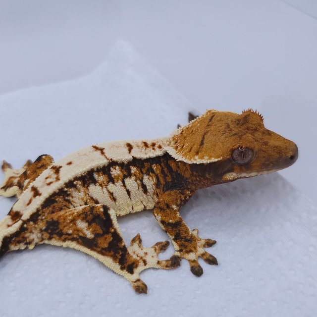 Tangerine Tri Extreme Harlequin White Spot