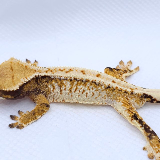 텐저린 트라이 익스트림할리퀸 화이트스팟 드리피