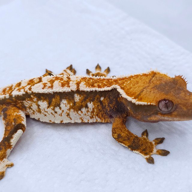 텐저린 트라이 익스트림할리퀸 화이트스팟