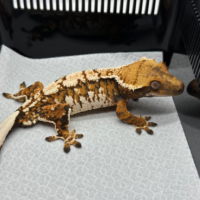 텐저린 트라이 익스트림할리퀸 화이트스팟