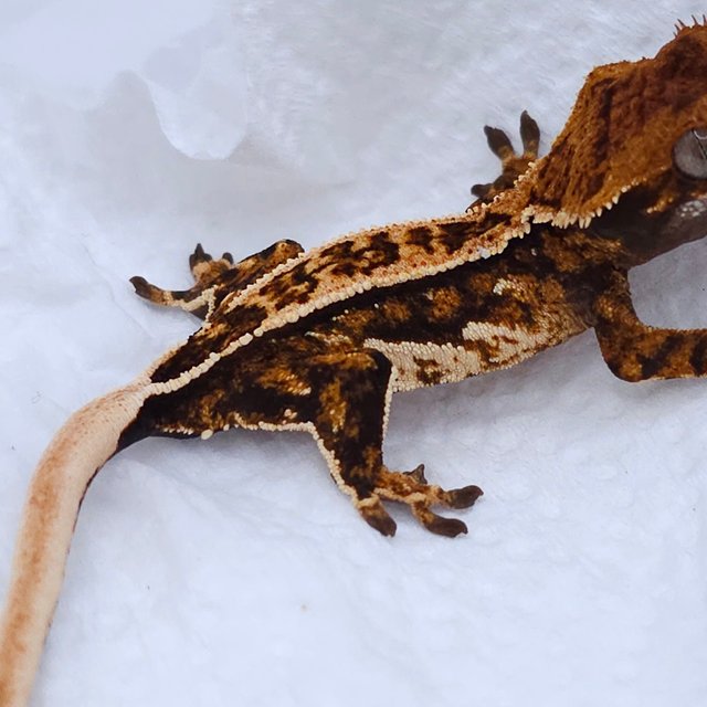 Tangerine Tri Quad
