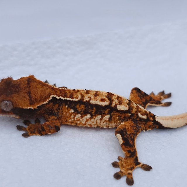 텐저린 트라이 익스트림할리퀸