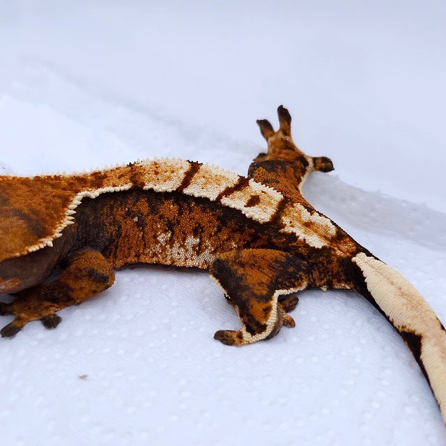 텐저린 트라이 익스트림할리퀸