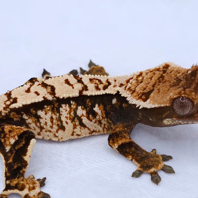 Tangerine Tri Extreme Harlequin White Spot