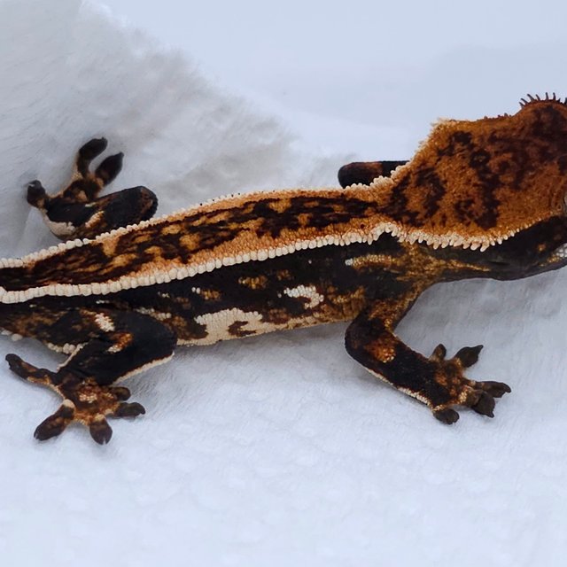Tangerine Pinstripe Tri Quad