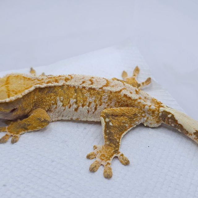 Yellow Extreme Harlequin Tri